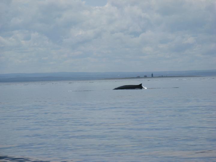 Baleines 036.JPG